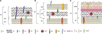 Cell Wall Hydrolases in Bacteria: Insight on the Diversity of Cell Wall Amidases, Glycosidases and Peptidases Toward Peptidoglycan